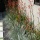 Plant pairing: kangaroo paw and blue oat grass