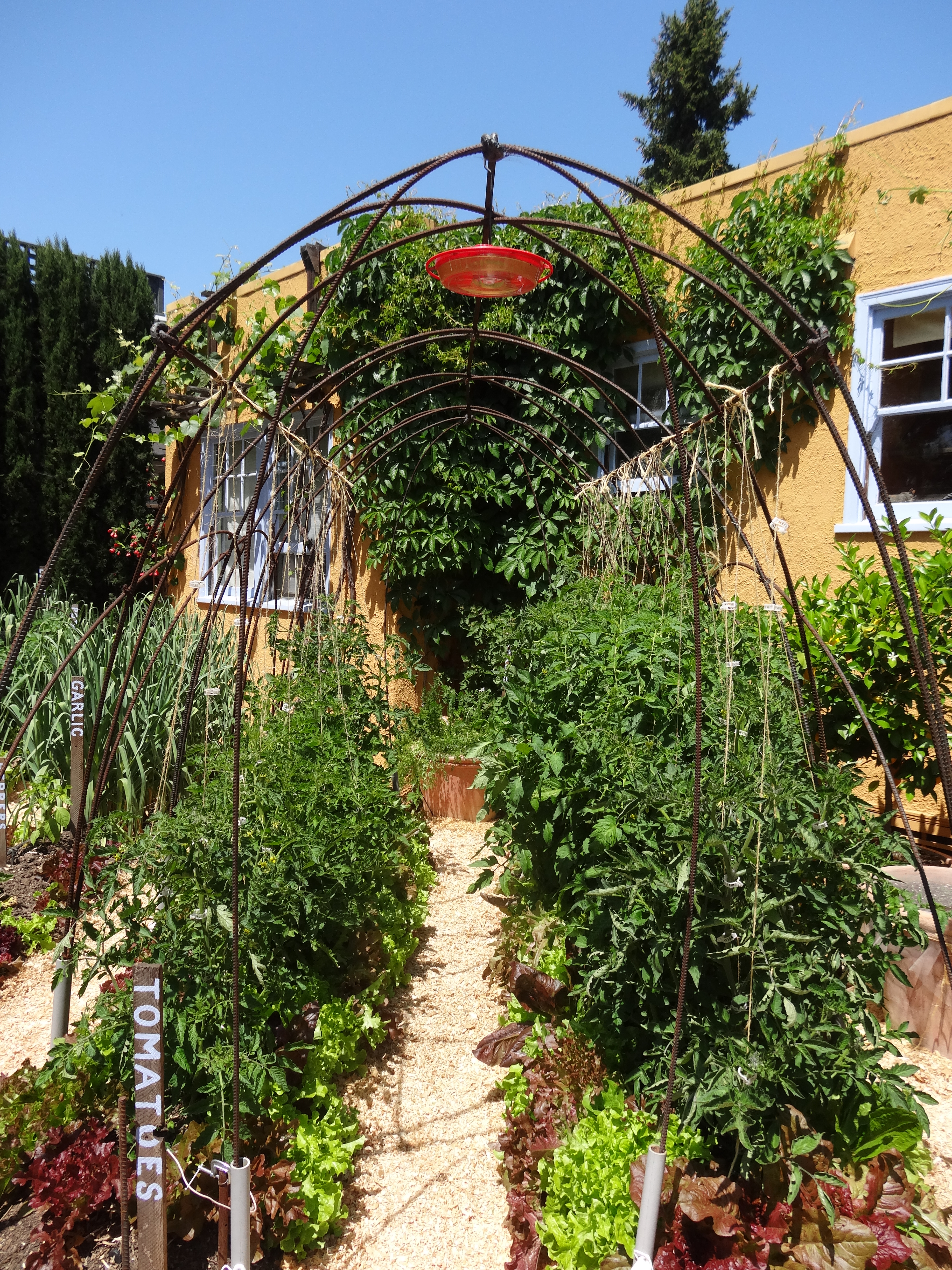 DIY edible garden tomato supports tended.wordpress.com