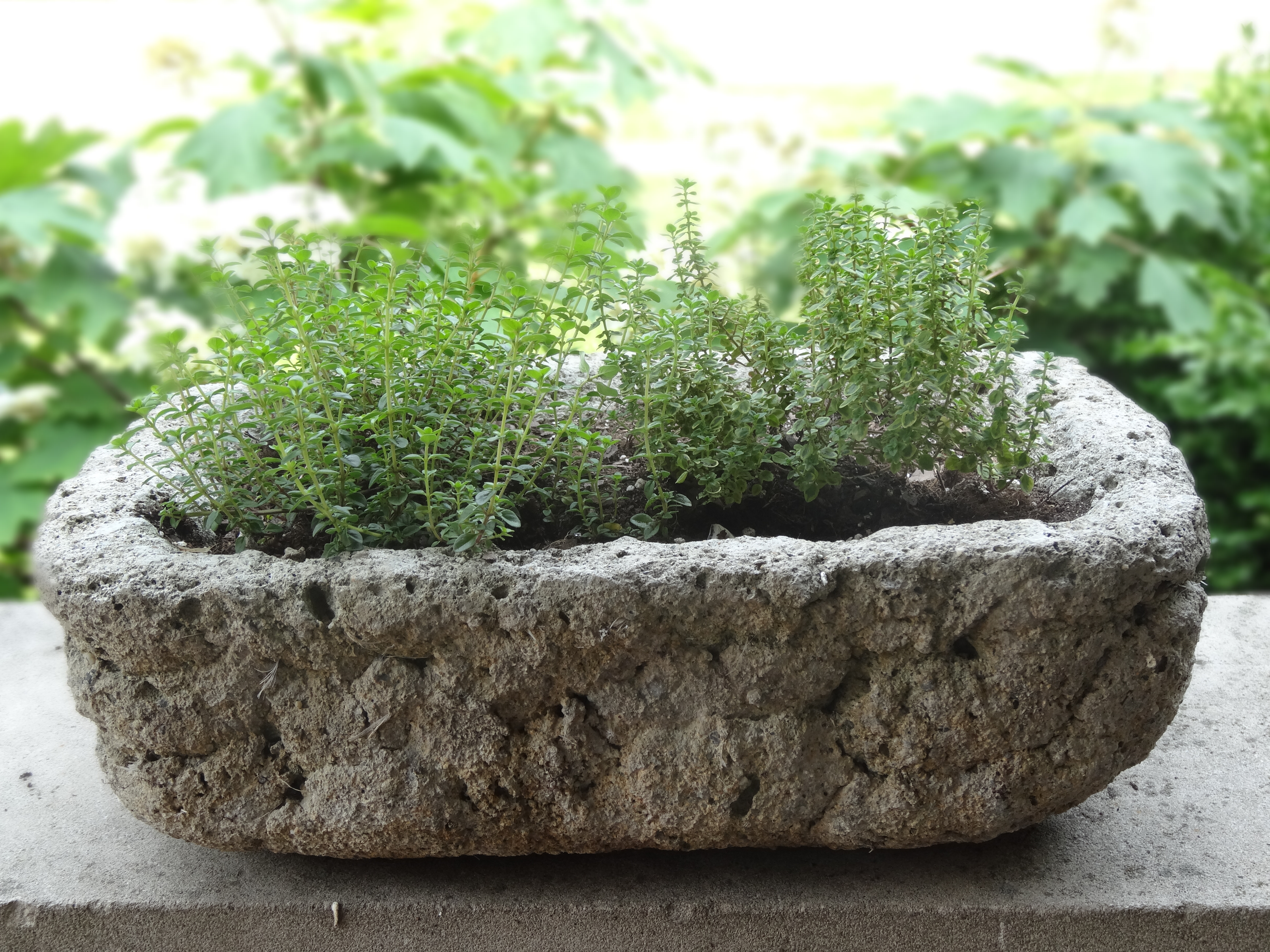 Container garden ideas: mixed herbs and succulents | tended