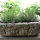 Container garden ideas: mixed herbs and succulents