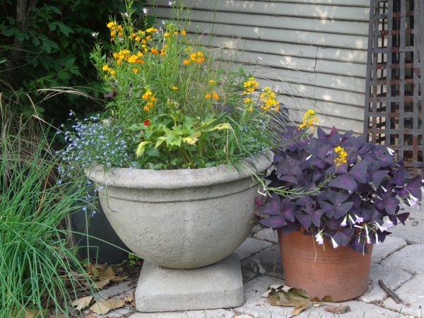 delicate flowers and black clover containers tended.wordpress.com