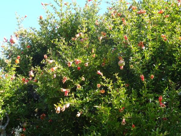 how to grow a pomegranate tree tended.wordpress.com