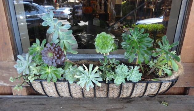 succulents in window boxes tended.wordpress.com