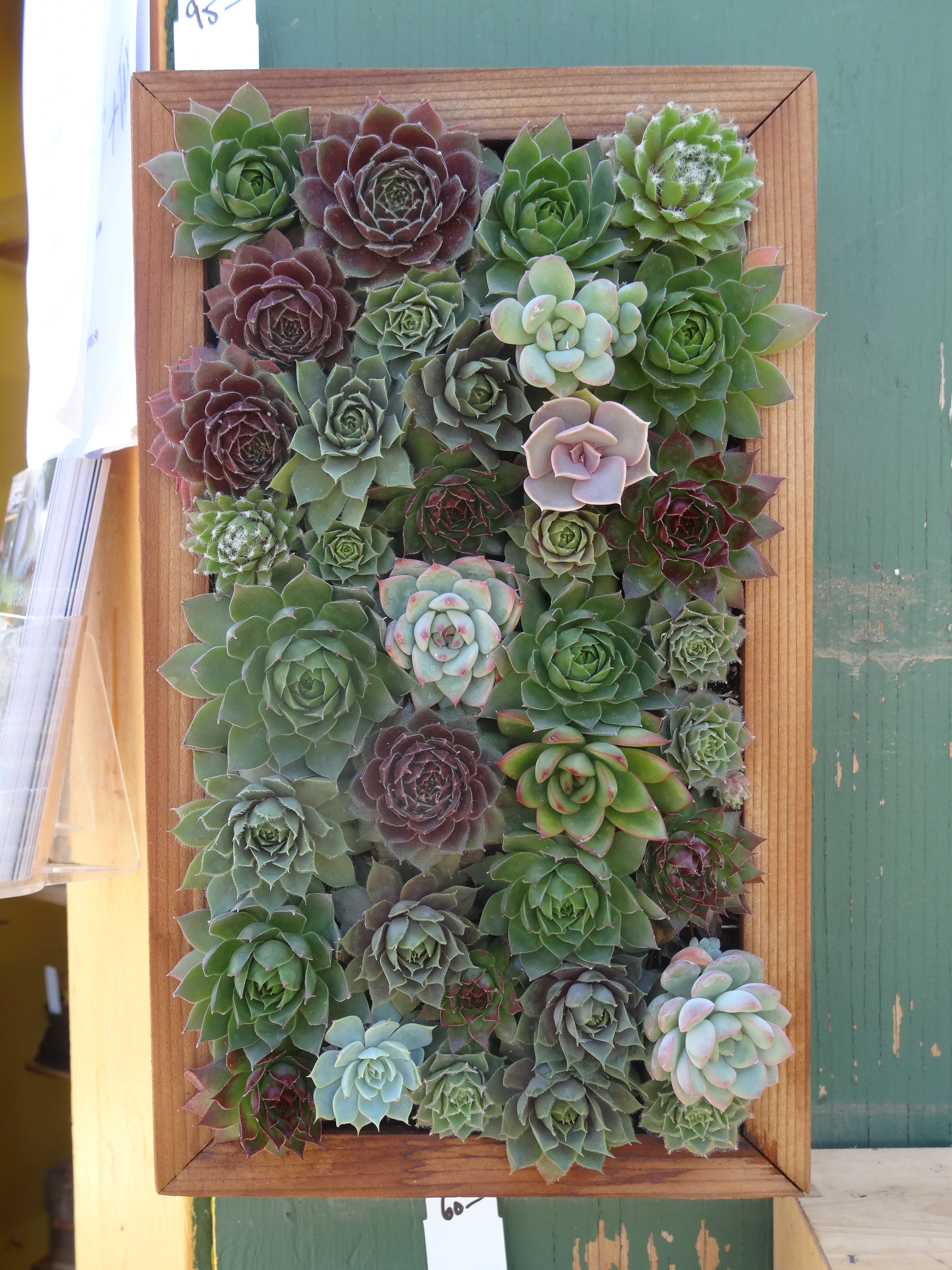 succulent wall box tended