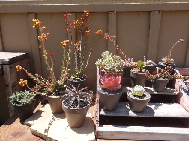 succulents in neutral containers